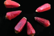 <strong>Pandanaceae - Pandanus montanus - Bory</strong><br />© Sarrailh Jean-Michel / CIRAD