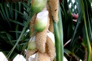 <strong>Pandanaceae - Pandanus montanus - Bory</strong><br />© Baret Stéphane