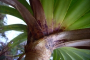 <strong>Pandanaceae - Pandanus montanus - Bory</strong><br />© Perroud Annaïg