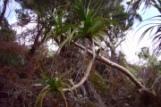 <strong>Pandanaceae - Pandanus montanus - Bory</strong><br />© Perroud Annaïg