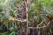 <strong>Pandanaceae - Pandanus montanus - Bory</strong><br />© Perroud Annaïg