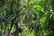 <strong>Pandanaceae - Pandanus purpurascens - Thouars</strong><br />© Sarrailh Jean-Michel / CIRAD