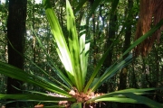 <strong>Pandanaceae - Pandanus purpurascens - Thouars</strong><br />© Sarrailh Jean-Michel / CIRAD