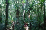 <strong>Pandanaceae - Pandanus purpurascens - Thouars</strong><br />© Sarrailh Jean-Michel / CIRAD