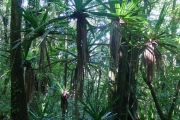 <strong>Pandanaceae - Pandanus purpurascens - Thouars</strong><br />© Sarrailh Jean-Michel / CIRAD