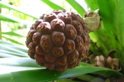 <strong>Pandanaceae - Pandanus purpurascens - Thouars</strong><br />© Baret Stéphane