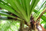 <strong>Pandanaceae - Pandanus purpurascens - Thouars</strong><br />© Baret Stéphane