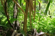 <strong>Pandanaceae - Pandanus purpurascens - Thouars</strong><br />© Baret Stéphane