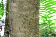 <strong>Pandanaceae - Pandanus purpurascens - Thouars</strong><br />© Baret Stéphane