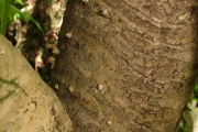 <strong>Pandanaceae - Pandanus purpurascens - Thouars</strong><br />© Baret Stéphane