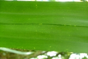 <strong>Pandanaceae - Pandanus purpurascens - Thouars</strong><br />© Baret Stéphane