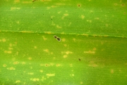 <strong>Pandanaceae - Pandanus purpurascens - Thouars</strong><br />© Baret Stéphane