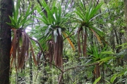 <strong>Pandanaceae - Pandanus purpurascens - Thouars</strong><br />© Sarrailh Jean-Michel / CIRAD