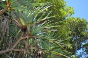 <strong>Pandanaceae - Pandanus purpurascens - Thouars</strong><br />© Sarrailh Jean-Michel / CIRAD