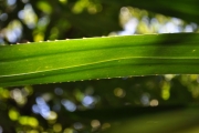 <strong>Pandanaceae - Pandanus purpurascens - Thouars</strong><br />© Sarrailh Jean-Michel / CIRAD