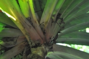 <strong>Pandanaceae - Pandanus purpurascens - Thouars</strong><br />© Sarrailh Jean-Michel / CIRAD