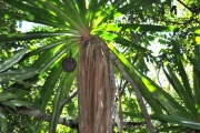 <strong>Pandanaceae - Pandanus purpurascens - Thouars</strong><br />© Sarrailh Jean-Michel / CIRAD