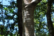 <strong>Pandanaceae - Pandanus purpurascens - Thouars</strong><br />© Sarrailh Jean-Michel / CIRAD