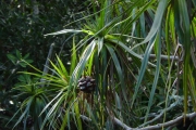 <strong>Pandanaceae - Pandanus sylvestris - Bory</strong><br />© Sarrailh Jean-Michel / CIRAD