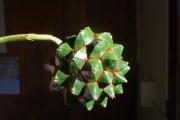 <strong>Pandanaceae - Pandanus sylvestris - Bory</strong><br />© Sarrailh Jean-Michel / CIRAD