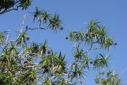 <strong>Pandanaceae - Pandanus sylvestris - Bory</strong><br />© Sarrailh Jean-Michel / CIRAD