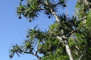 <strong>Pandanaceae - Pandanus sylvestris - Bory</strong><br />© Sarrailh Jean-Michel / CIRAD