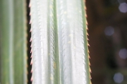 <strong>Pandanaceae - Pandanus sylvestris - Bory</strong><br />© Sarrailh Jean-Michel / CIRAD