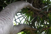 <strong>Pandanaceae - Pandanus sylvestris - Bory</strong><br />© Sarrailh Jean-Michel / CIRAD