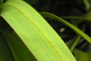 <strong>Pandanaceae - Pandanus sylvestris - Bory</strong><br />© Sarrailh Jean-Michel / CIRAD