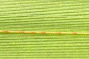 <strong>Pandanaceae - Pandanus sylvestris - Bory</strong><br />© Sarrailh Jean-Michel / CIRAD