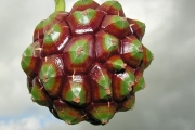 <strong>Pandanaceae - Pandanus sylvestris - Bory</strong><br />© Sarrailh Jean-Michel / CIRAD