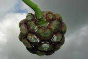 <strong>Pandanaceae - Pandanus sylvestris - Bory</strong><br />© Sarrailh Jean-Michel / CIRAD