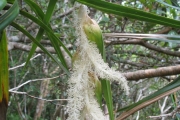 <strong>Pandanaceae - Pandanus sylvestris - Bory</strong><br />© Madaule Tiana