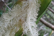 <strong>Pandanaceae - Pandanus sylvestris - Bory</strong><br />© Madaule Tiana