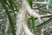 <strong>Pandanaceae - Pandanus sylvestris - Bory</strong><br />© Madaule Tiana