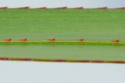 <strong>Pandanaceae - Pandanus sylvestris - Bory</strong><br />© Sarrailh Jean-Michel / CIRAD