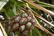 <strong>Pandanaceae - Pandanus sylvestris - Bory</strong><br />© Sarrailh Jean-Michel / CIRAD
