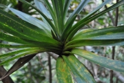 <strong>Pandanaceae - Pandanus sylvestris - Bory</strong><br />© Sarrailh Jean-Michel / CIRAD