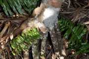 <strong>Pandanaceae - Pandanus sylvestris - Bory</strong><br />© Sarrailh Jean-Michel / CIRAD