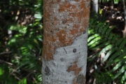 <strong>Pandanaceae - Pandanus sylvestris - Bory</strong><br />© Sarrailh Jean-Michel / CIRAD