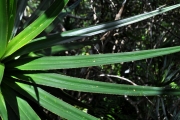 <strong>Pandanaceae - Pandanus sylvestris - Bory</strong><br />© Sarrailh Jean-Michel / CIRAD
