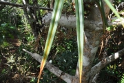<strong>Pandanaceae - Pandanus sylvestris - Bory</strong><br />© Sarrailh Jean-Michel / CIRAD