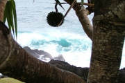 <strong>Pandanaceae - Pandanus utilis - Bory</strong><br />© Sarrailh Jean-Michel / CIRAD