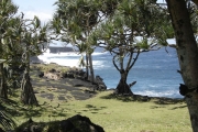 <strong>Pandanaceae - Pandanus utilis - Bory</strong><br />© Sarrailh Jean-Michel / CIRAD