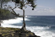 <strong>Pandanaceae - Pandanus utilis - Bory</strong><br />© Sarrailh Jean-Michel / CIRAD