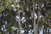 <strong>Pandanaceae - Pandanus utilis - Bory</strong><br />© Sarrailh Jean-Michel / CIRAD