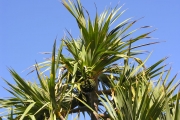 <strong>Pandanaceae - Pandanus utilis - Bory</strong><br />© Sarrailh Jean-Michel / CIRAD