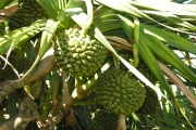 <strong>Pandanaceae - Pandanus utilis - Bory</strong><br />© Sarrailh Jean-Michel / CIRAD