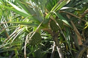 <strong>Pandanaceae - Pandanus utilis - Bory</strong><br />© Sarrailh Jean-Michel / CIRAD