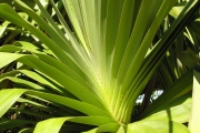 <strong>Pandanaceae - Pandanus utilis - Bory</strong><br />© Sarrailh Jean-Michel / CIRAD
